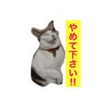 iloveさくらちゃん（個別スタンプ：3）