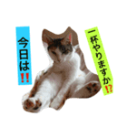 iloveさくらちゃん（個別スタンプ：7）