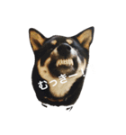 荒ぶる柴犬（個別スタンプ：1）