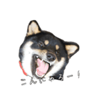 荒ぶる柴犬（個別スタンプ：2）
