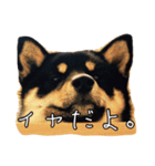 荒ぶる柴犬（個別スタンプ：3）