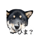 荒ぶる柴犬（個別スタンプ：6）