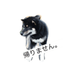 荒ぶる柴犬（個別スタンプ：7）