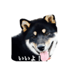 荒ぶる柴犬（個別スタンプ：8）