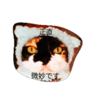 こんな猫（個別スタンプ：1）
