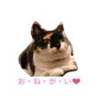 こんな猫（個別スタンプ：2）