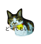 こんな猫（個別スタンプ：3）