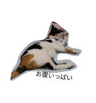 こんな猫（個別スタンプ：4）