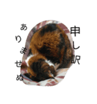 こんな猫（個別スタンプ：6）