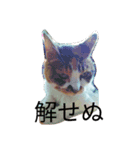 こんな猫（個別スタンプ：7）