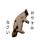 こんな猫（個別スタンプ：8）