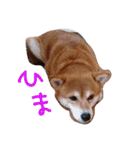 yukito stamps（個別スタンプ：12）