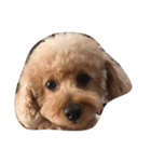 犬の顔（個別スタンプ：1）