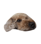犬の顔（個別スタンプ：2）