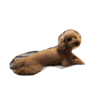 犬の顔（個別スタンプ：3）