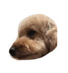 犬の顔（個別スタンプ：4）