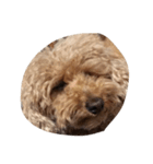 犬の顔（個別スタンプ：6）