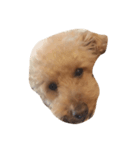 犬の顔（個別スタンプ：7）