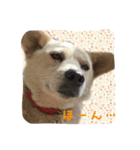 わんこU・x・Uなかよし3匹（個別スタンプ：1）
