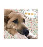 わんこU・x・Uなかよし3匹（個別スタンプ：3）
