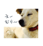 わんこU・x・Uなかよし3匹（個別スタンプ：4）