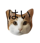 茶白ねこ（個別スタンプ：1）