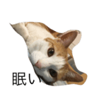 茶白ねこ（個別スタンプ：2）