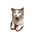 茶白ねこ（個別スタンプ：3）