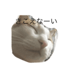 茶白ねこ（個別スタンプ：4）