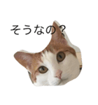 茶白ねこ（個別スタンプ：6）