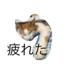 茶白ねこ（個別スタンプ：7）