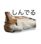 茶白ねこ（個別スタンプ：8）