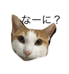 茶白ねこ（個別スタンプ：10）