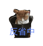 茶白ねこ（個別スタンプ：11）