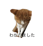 茶白ねこ（個別スタンプ：12）
