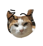 茶白ねこ（個別スタンプ：13）
