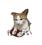 茶白ねこ（個別スタンプ：15）
