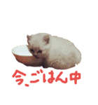 タムとゆるい猫さんズ。（個別スタンプ：4）