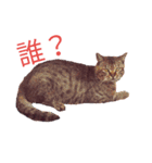 タムとゆるい猫さんズ。（個別スタンプ：20）