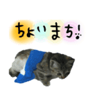 博多の子ねこ（個別スタンプ：7）