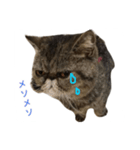 くりまんスタンプ（個別スタンプ：5）