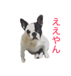 フレンチブルドッグちぃ（個別スタンプ：1）