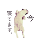 フレンチブルドッグちぃ（個別スタンプ：6）