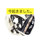 フレンチブルドッグちぃ（個別スタンプ：7）