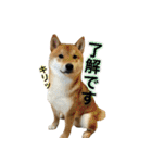 柴犬との君 NO.2（個別スタンプ：1）