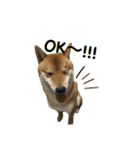柴犬との君 NO.2（個別スタンプ：2）