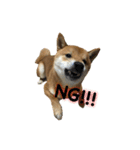 柴犬との君 NO.2（個別スタンプ：3）