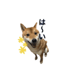 柴犬との君 NO.2（個別スタンプ：4）