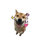 柴犬との君 NO.2（個別スタンプ：6）