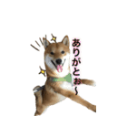 柴犬との君 NO.2（個別スタンプ：7）
